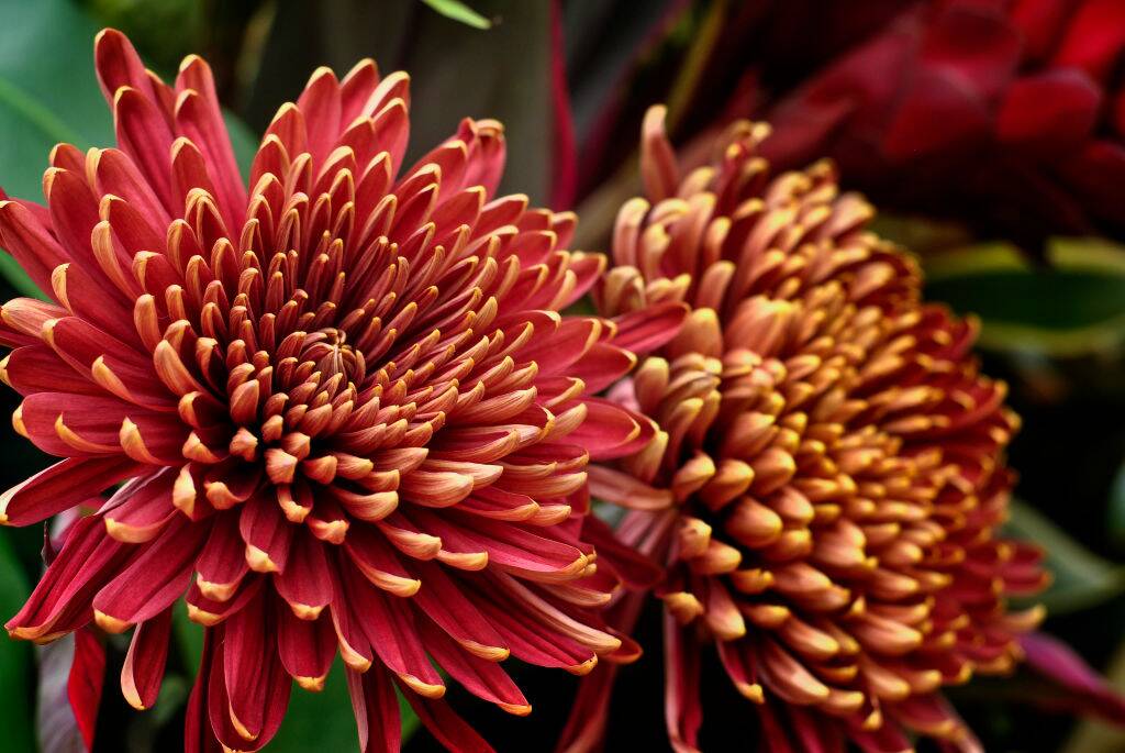 Chrysanthemums