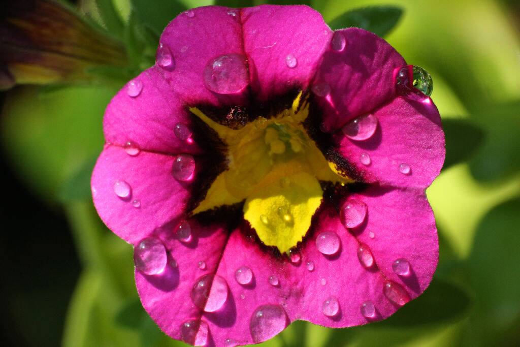 Close-up of a pink and yellow Petunia flower