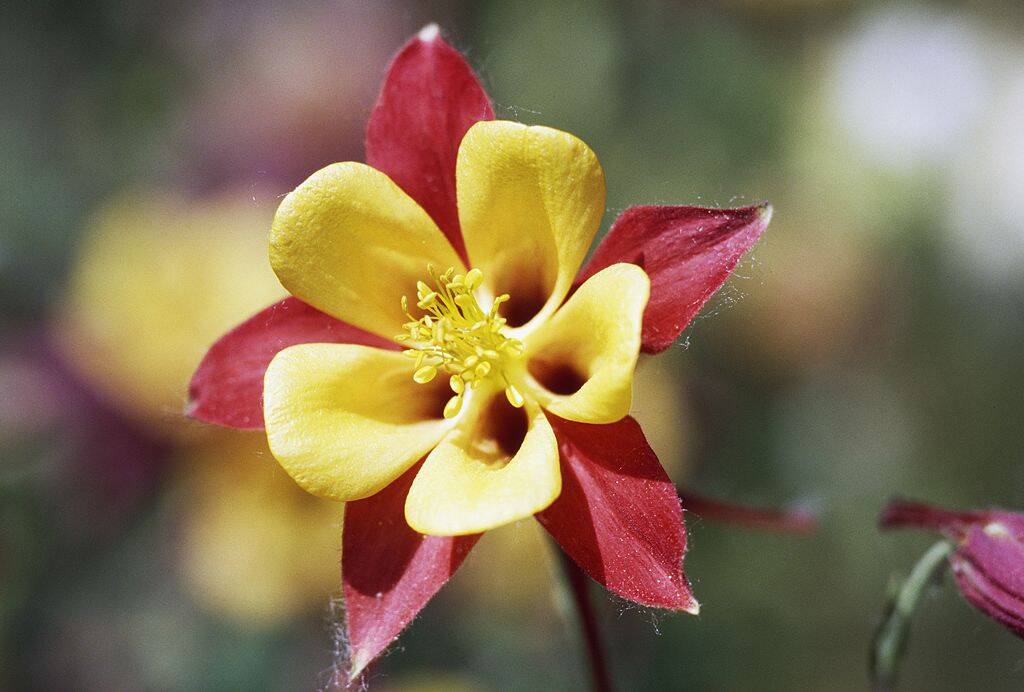 Columbine