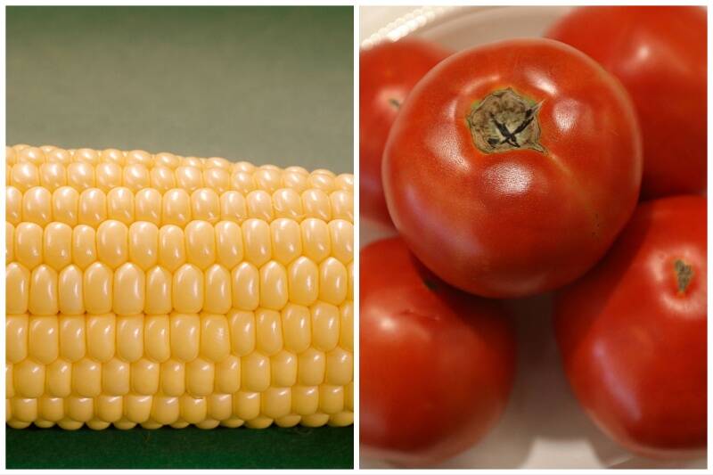 Corn and Tomatoes