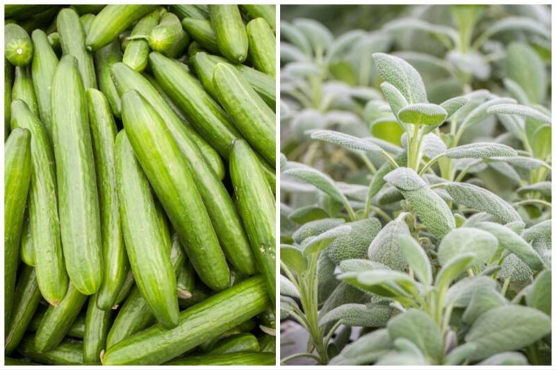Cucumbers and Sage