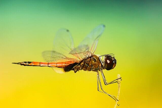 Dragonfly_landing_(Unsplash)