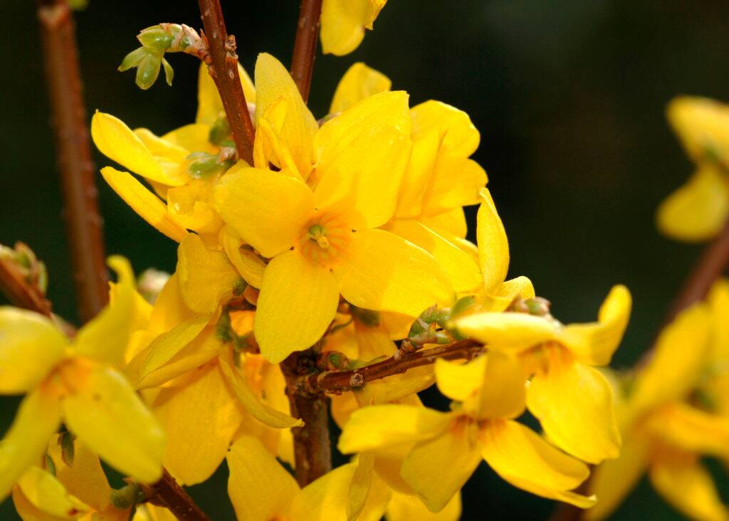 Forsythia