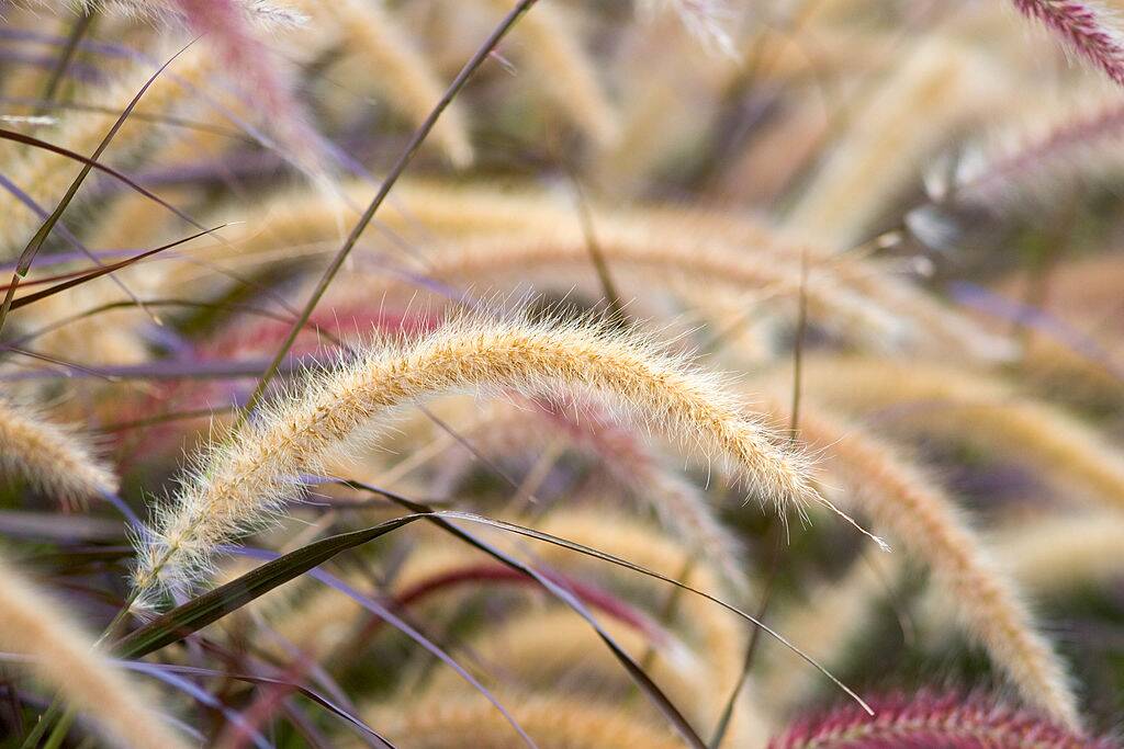 Fountain grasses