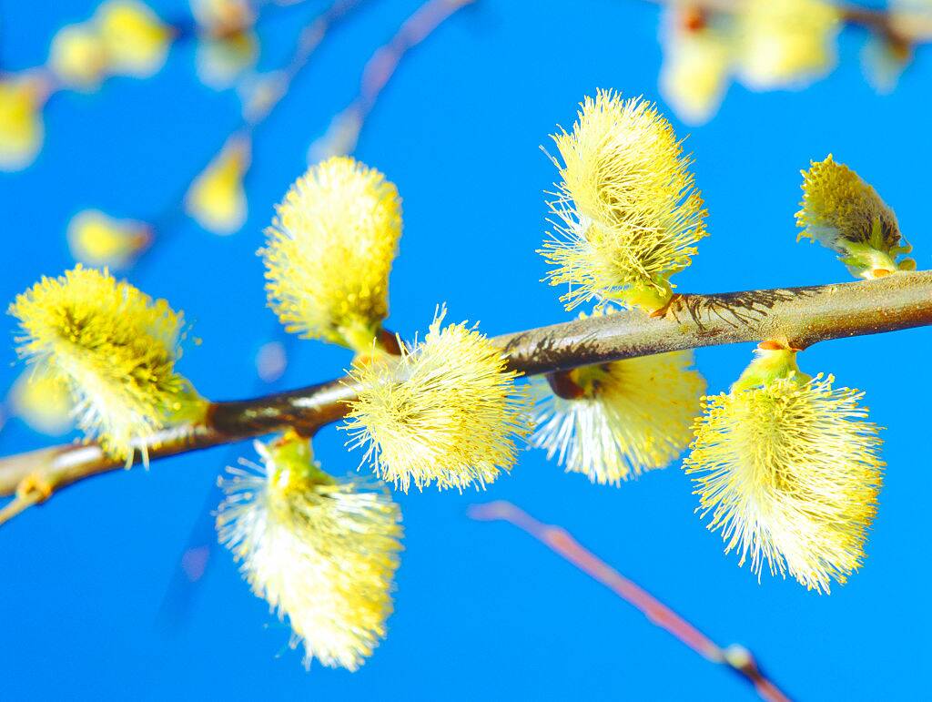 GettyImages-551252387