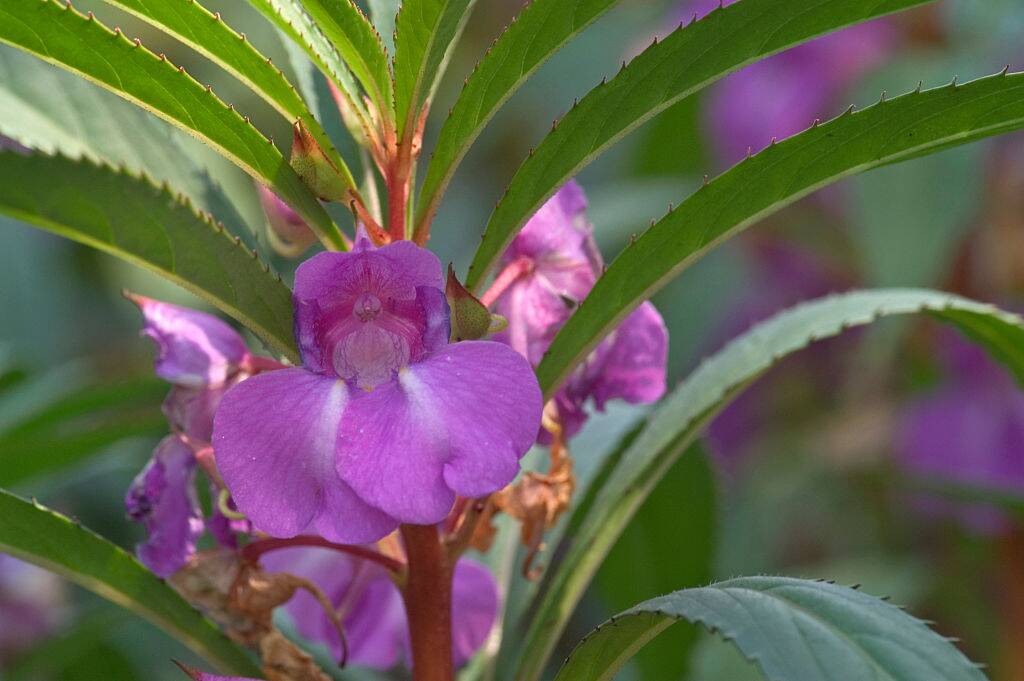 Himalayan Balsam