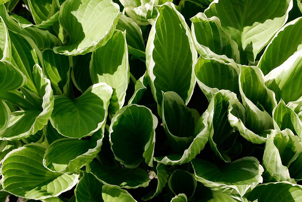 Hosta