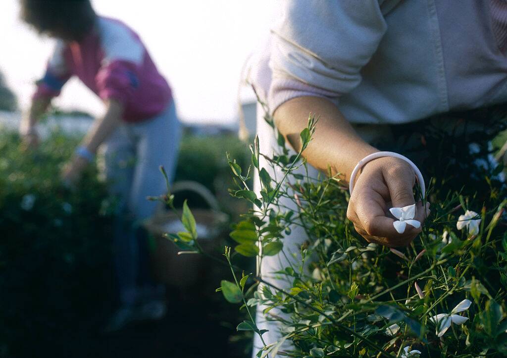 Jasmine harvesting