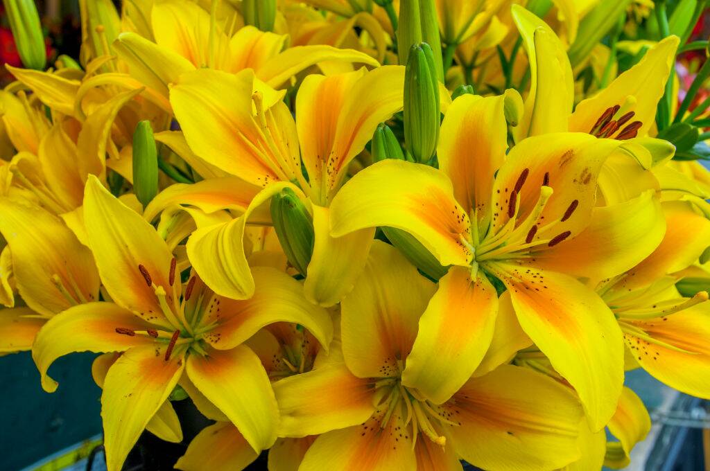 Lilies