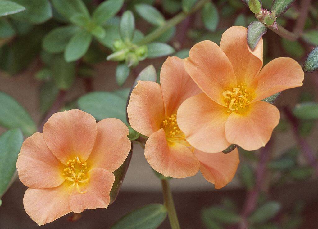 Moss-rose