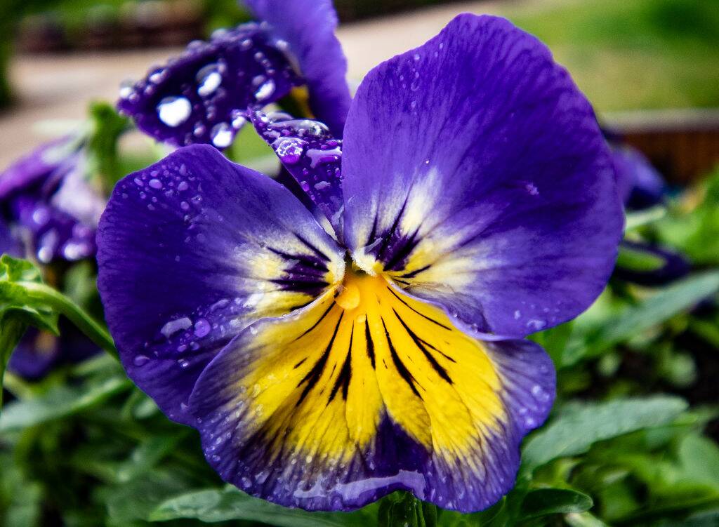 Pansies