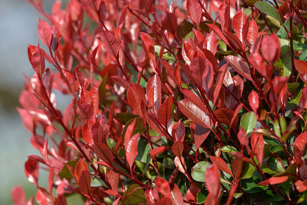 Photinia