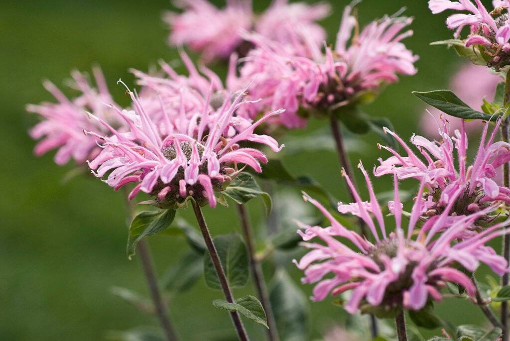 Scarlet Bee Balm