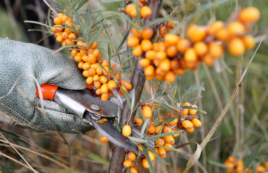 Sea Buckthorn