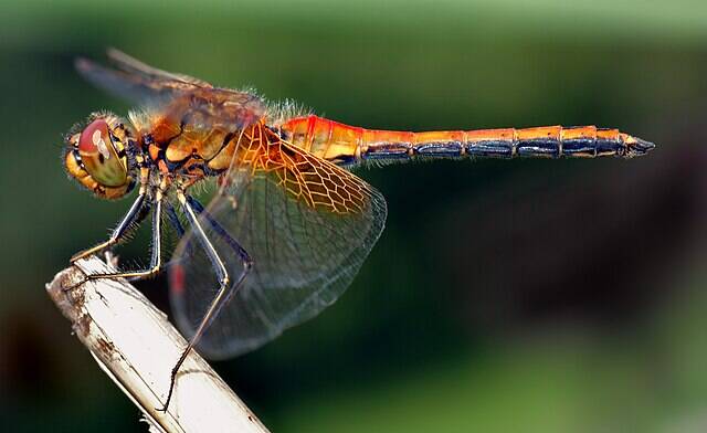 Sympetrum_flaveolum_ side_(aka)