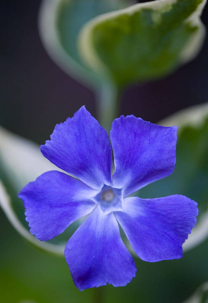 Vinca minor