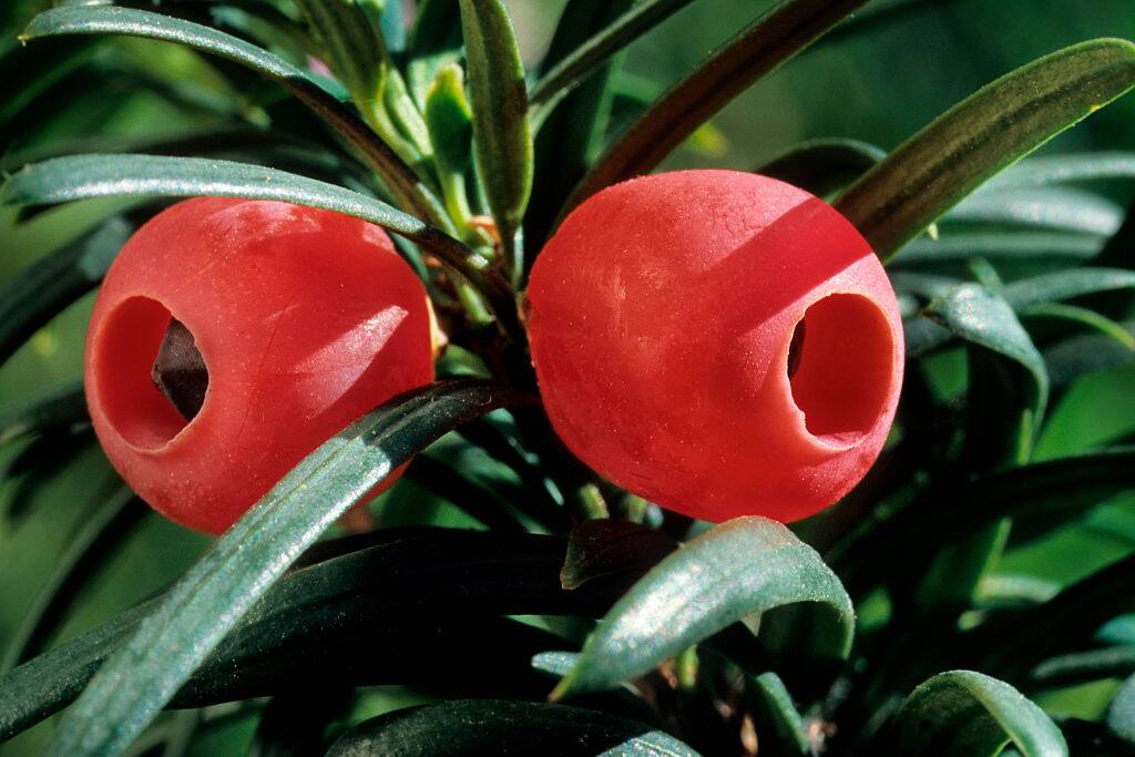 Yew plant with berries