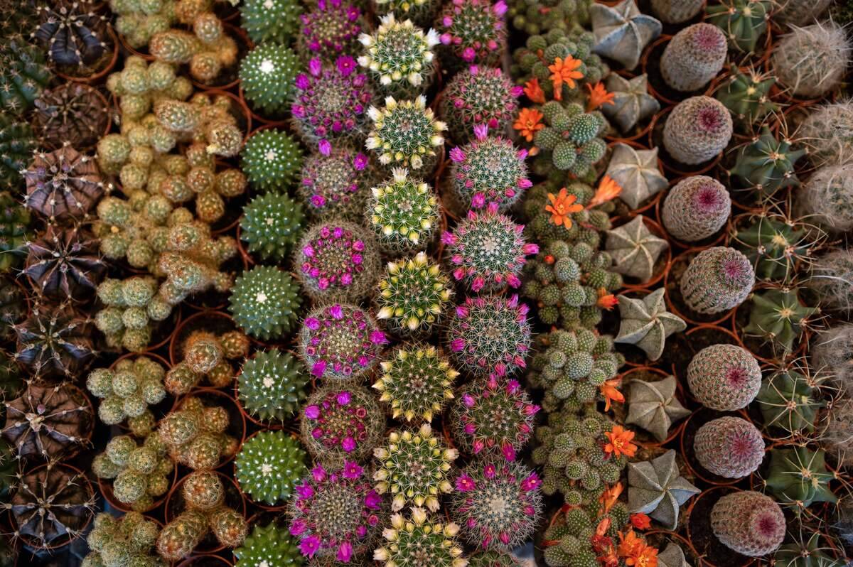 BRITAIN-ROYALS-HORICULTURE-SHOW-HORTICULTURE