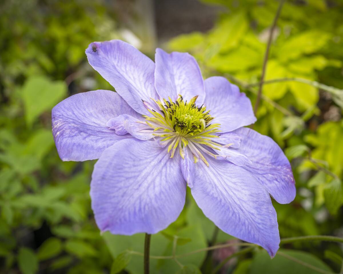 Clematis Blue Light