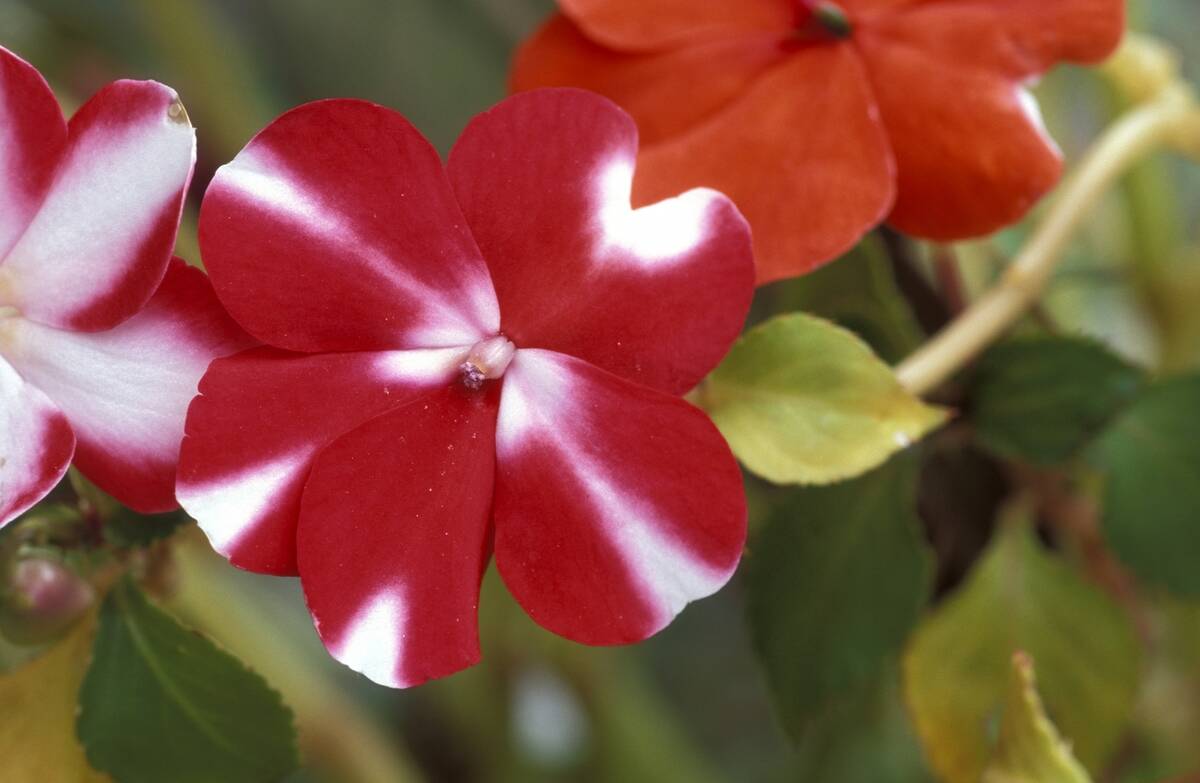 Impatiens Expo
