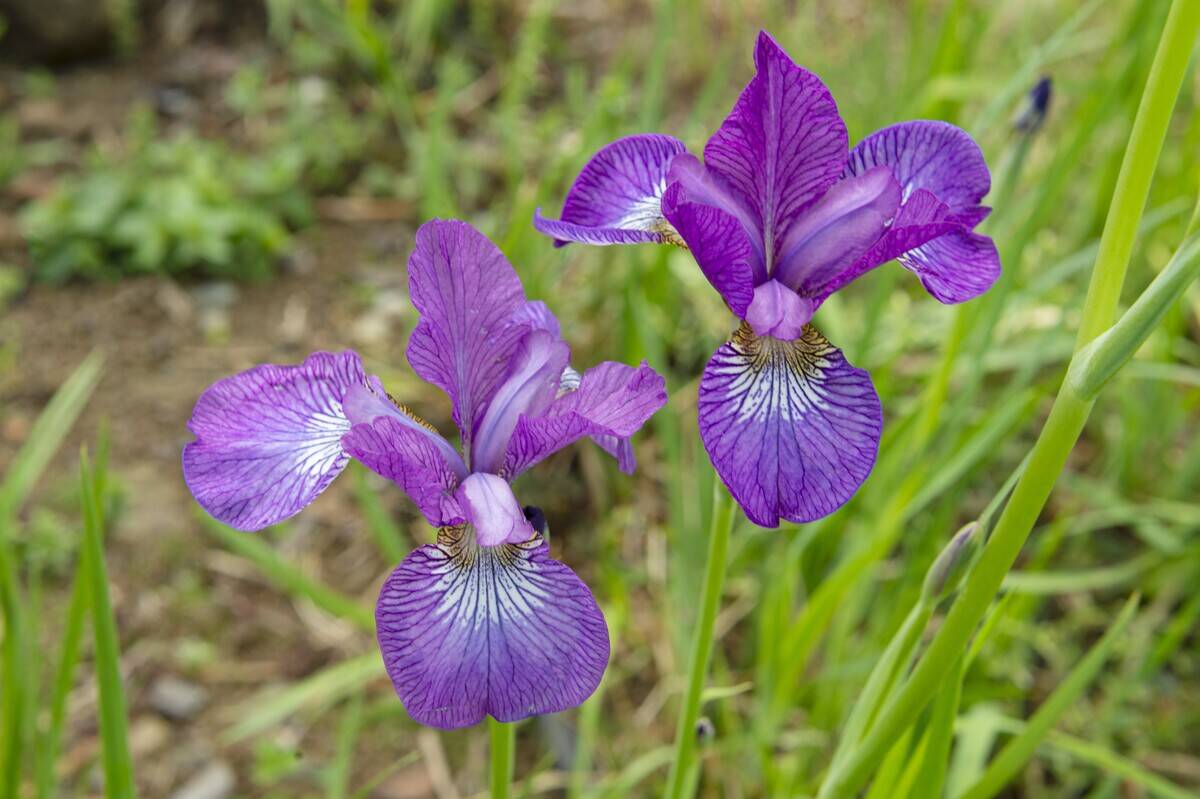 Iris sibirica flowers, milan, Italy