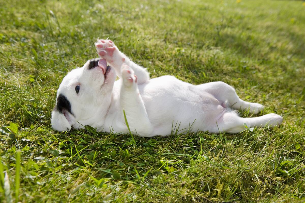 Jack Russel puppy rolling on the grass.