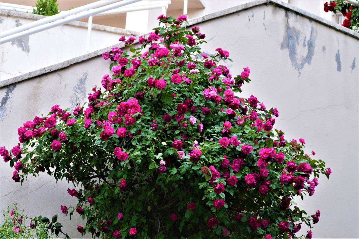 Spring In Ankara, Turkey