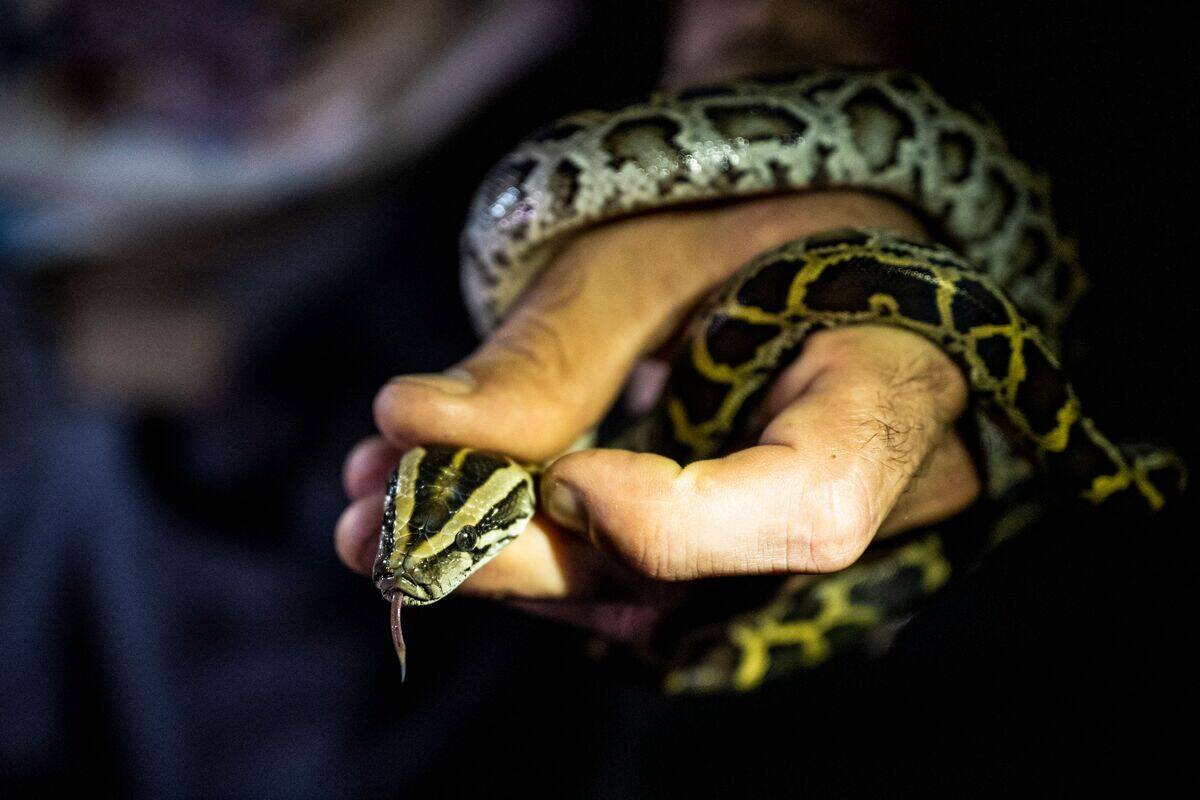 A professional python hunter, hired by the Florida Fish and Wildlife  Conservation Commission (FWC) Enrique Galan catches a Burmese python, in
 Everglades National Park, Florida on August 11, 2022.