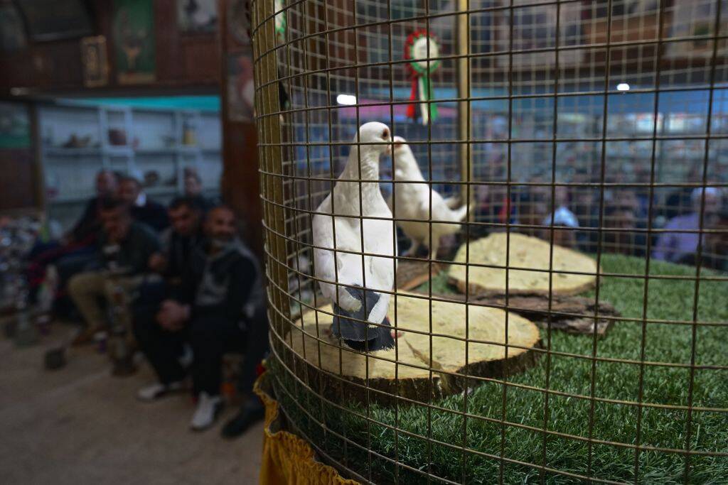 Doves in a cage