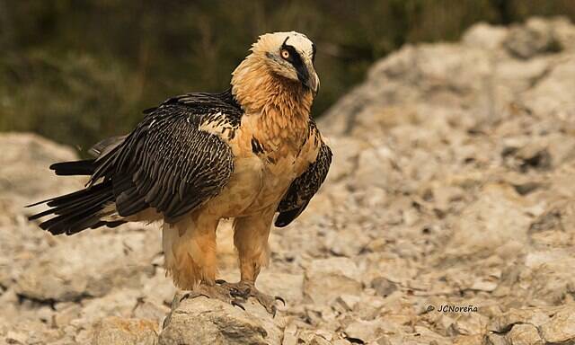Quebrantahuesos_(Gypaetus_barbatus)_Bearded_Vulture