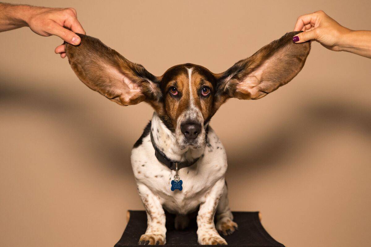 basset hound getting ears held up