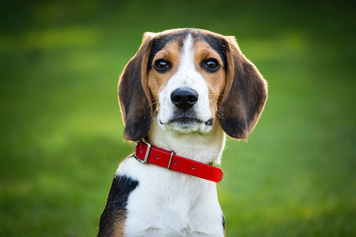 beagle with a red collar