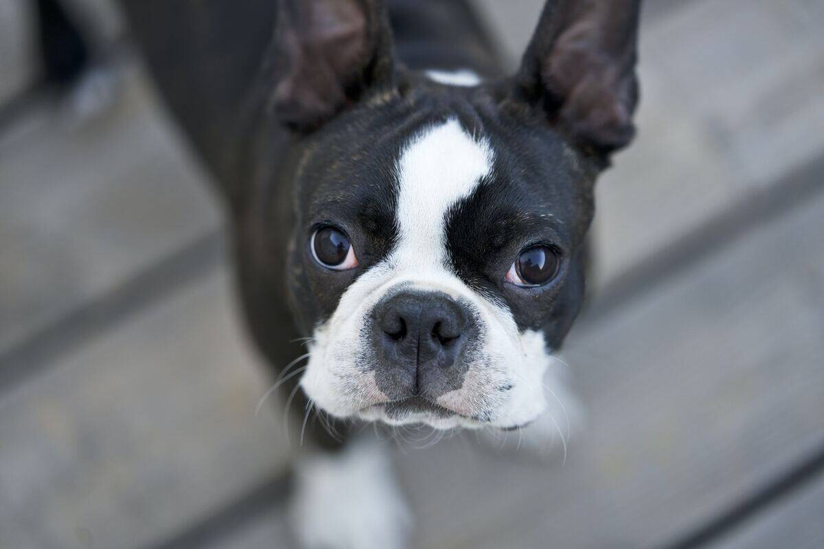 boston terrier looking up