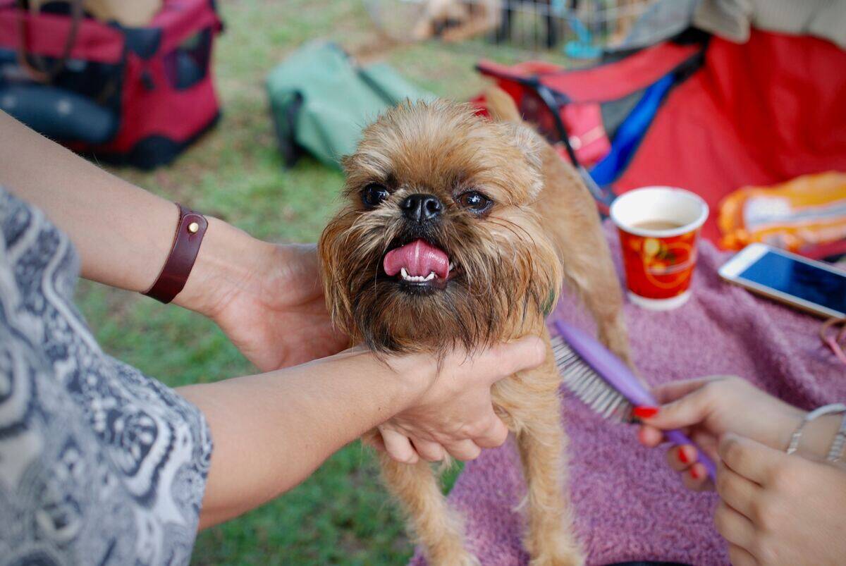 brussels griffon being brushed
