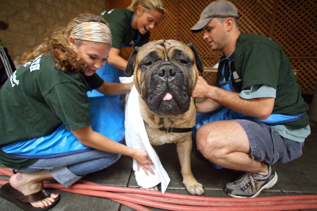 bullmastiff getting cleaned off