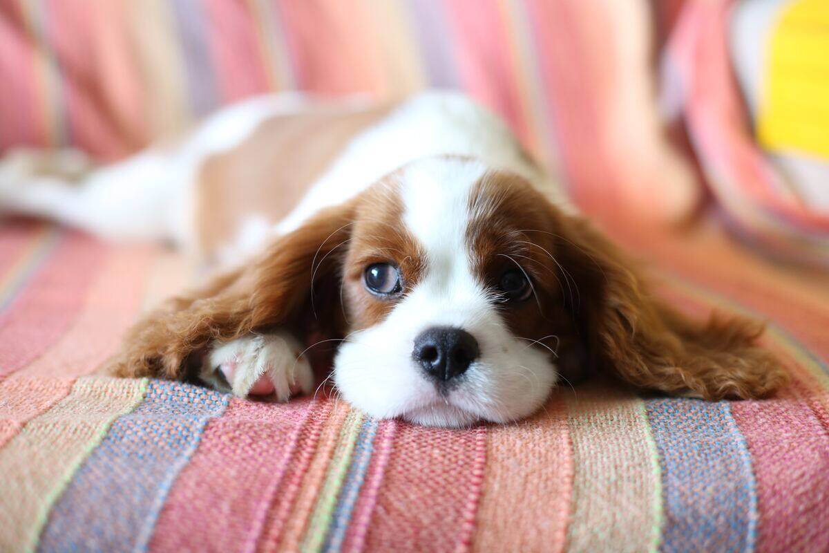 cavalier king charles spaniel on a rainbow blanket