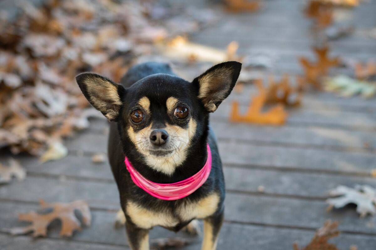 chihuahua dog with pink collar