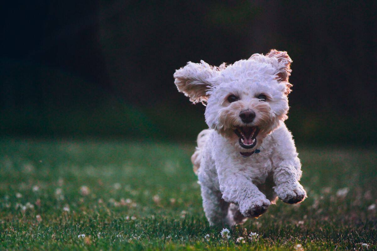 cockapoo/poodle running on the grass