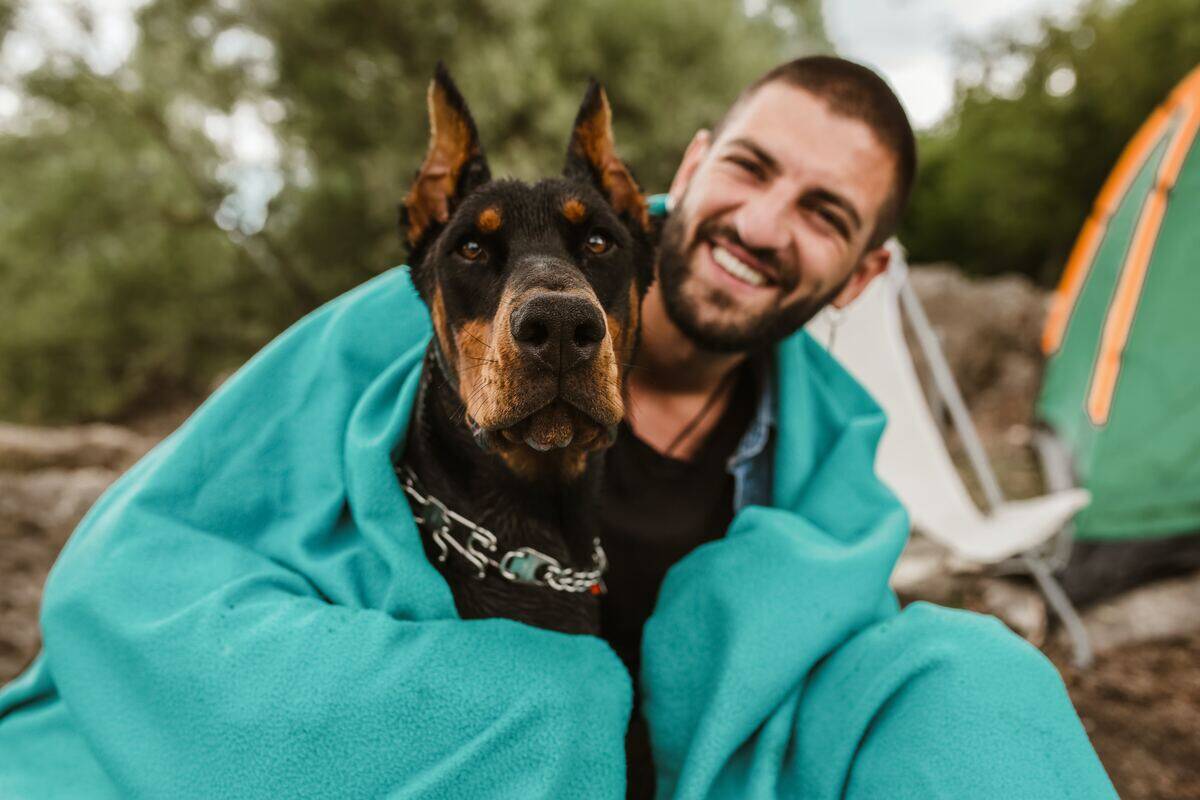 man and doberman pinscher wrapped in a blanket
