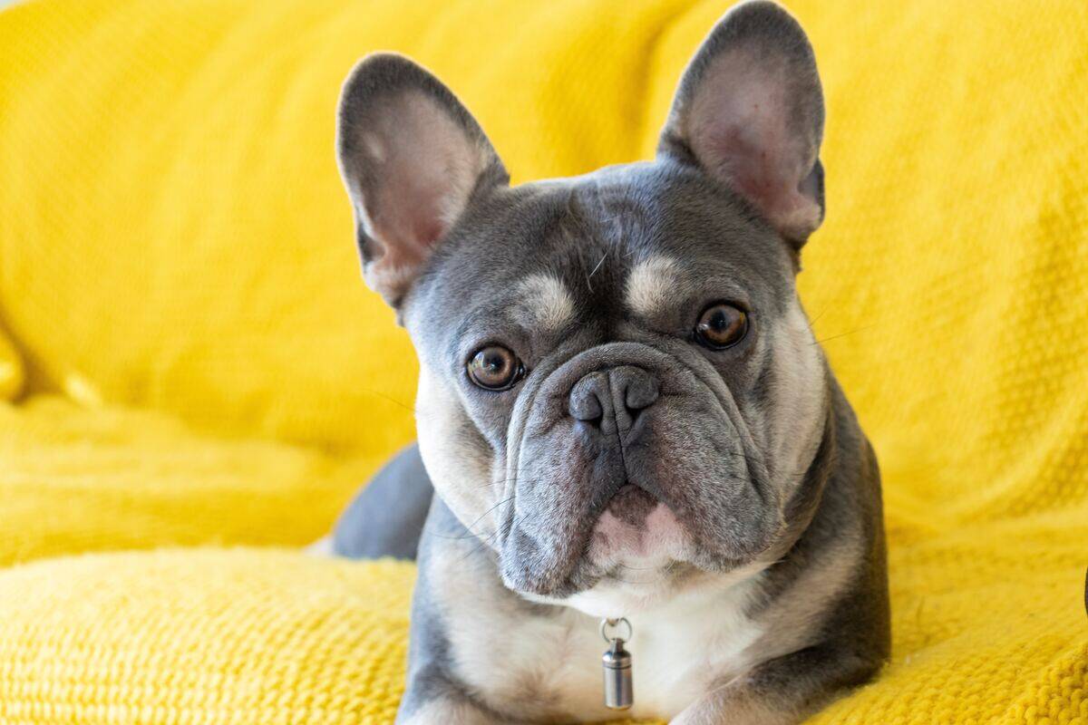 french bulldog on yellow couch