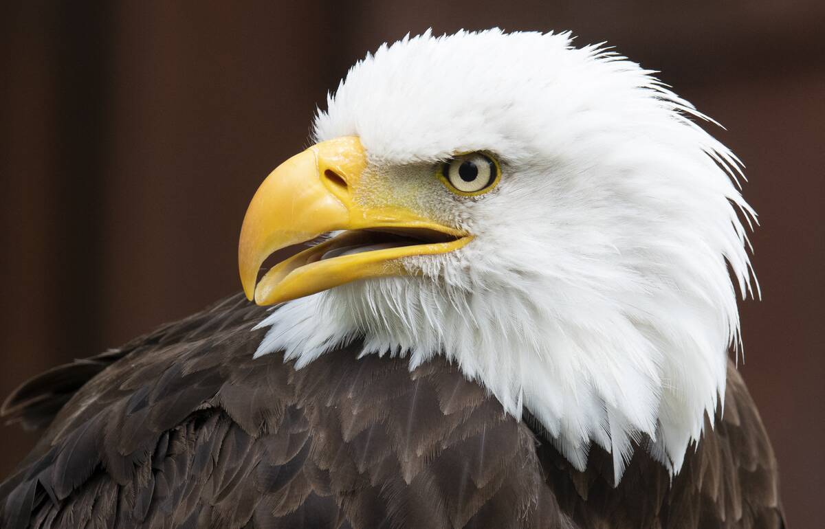 GERMANY-ANIMAL-NATURE