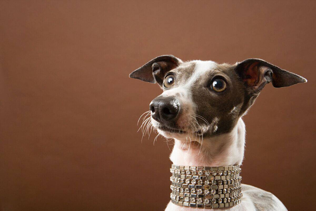 greyhound dog in a jewel collar
