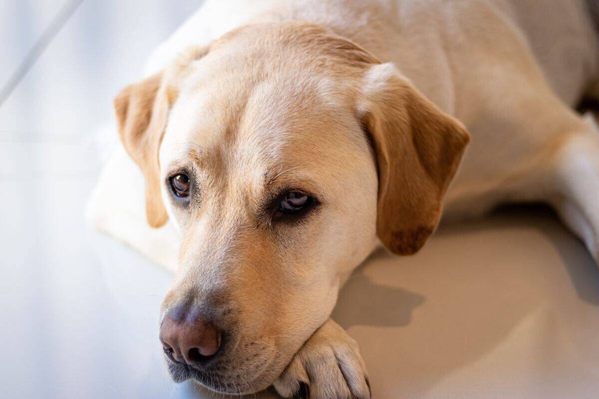 labrador retriever lying on the ground
