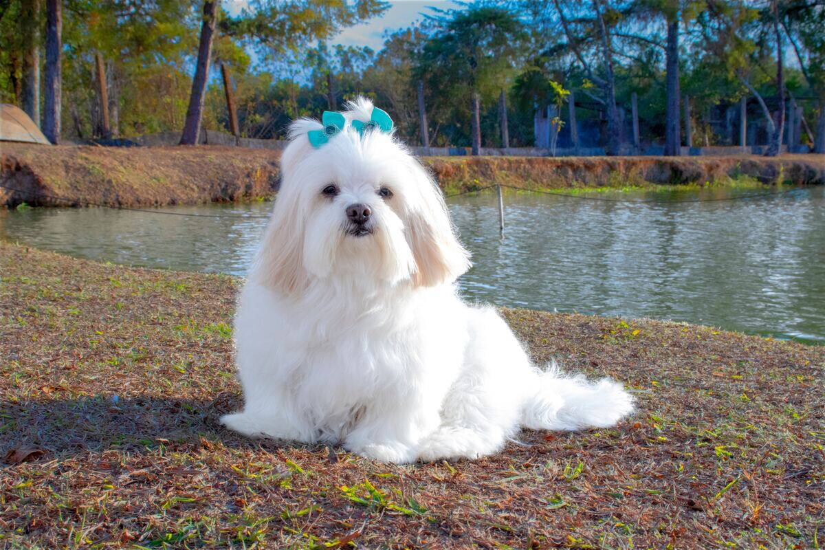 lhasa apso sitting by a lake