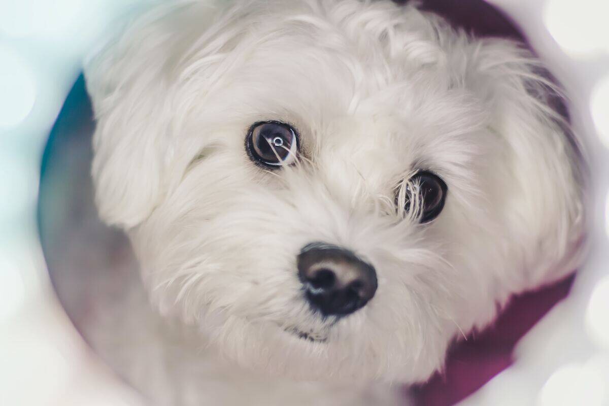 maltese close up