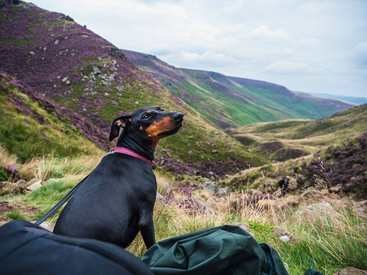 manchester terrier hiking in the mountains