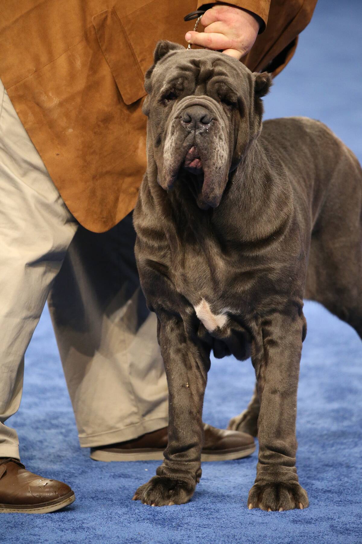 National Dog Show Presented By Purina, The - 2019