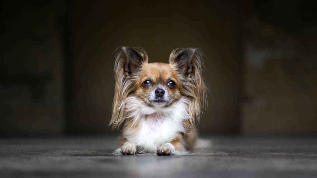 papillon on a black background