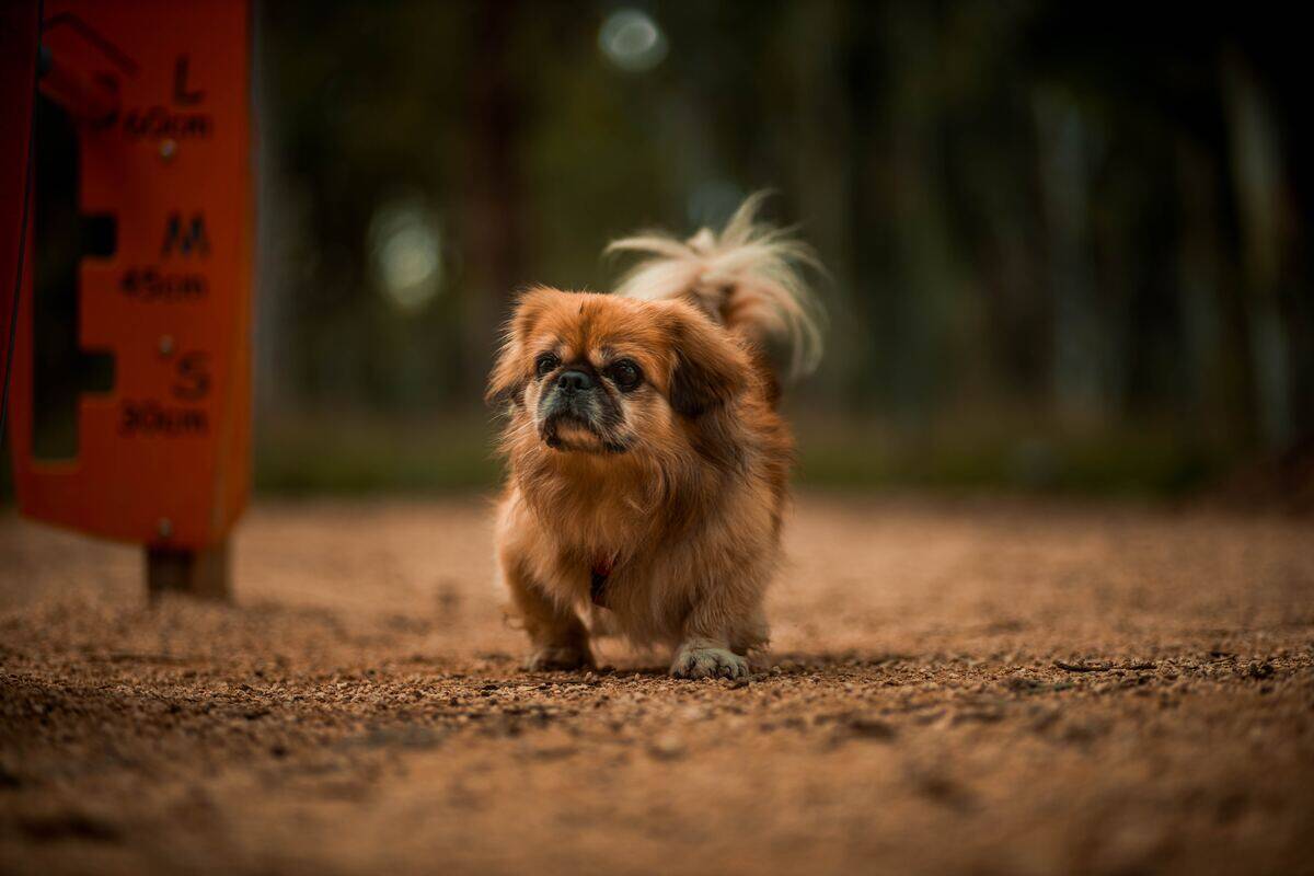 pekingese walking on the dirt