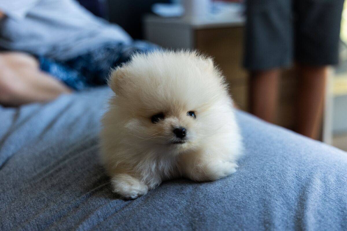 pomeranian on a blue blanket
